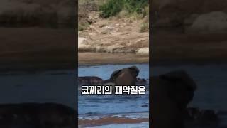 혼자서 하마 떼를 쓸어버리는 코끼리 ㄷㄷ 새끼 하마도 공격하는 무서움!