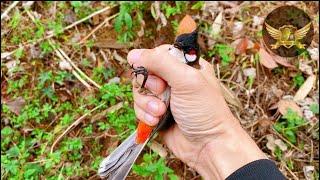 Bẫy CHÀO MÀO Lần Đầu Được Gỡ Bổi - Chim Mộc Bẫy 30Phút Quá Hồi Hộp - Red Whiskered Bulbul Bird Trap