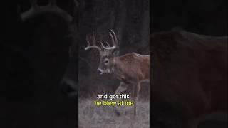 An Average Muzzleloader Deer Hunt!