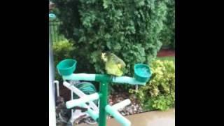 Baby Blue fronted amazon in rain