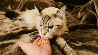 Catit Creamy Lickable Cat Treats Review: Will my cats lick it?