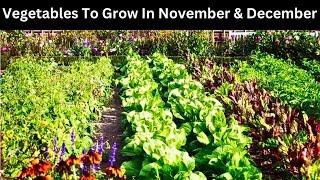 Vegetables To Grow In November & December / Which vegetables to sow in November & December