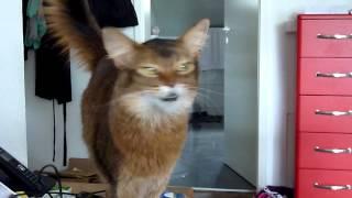 Polly - The Somali Cat - Polly wants to play - Beautiful Voice