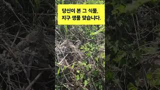 "이게 고사리라고? 외계 생물 아님?!"#자연감성#고사리 #봄나물 # 건강 #Alien Plant Found?!  # Pteridium aquilinum