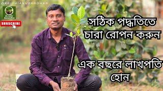 সঠিক পদ্ধতিতে চারা রোপন করুন এক বছরে লাখপতি হোন//#krishianusandhan#jackfruit#vietnamalltime#pink