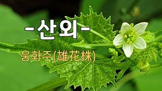 산외 야생화의신비 141편 , 웅화주, 심산지역, 토종 야생화,