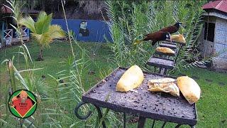 Costa Rica Live Bird Fruit Feeder Cam | Gingerbread Nuevo Arenal