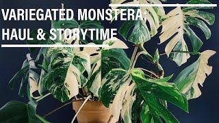 VARIEGATED MONSTERA | Haul & Storytime