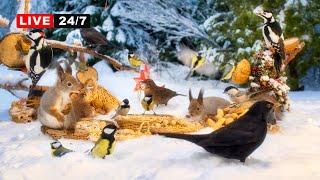 24/7 LIVE Christmas CAT TV Hang Out with SQUIRRELS and BIRDS for Festive Fun at Winter Wonderland