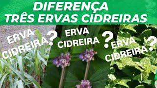 TRÊS ERVAS CIDREIRAS: DIFERENÇAS E BENEFÍCIOS QUE VOCÊ PRECISA SABER!