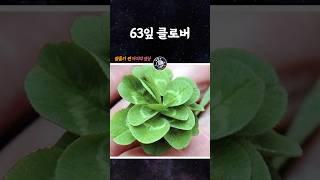 63잎 클로버