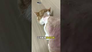 猫咪夏日5大禁忌！第2条90%人在做 #新手养猫﻿ ﻿#养猫经验分享﻿ ﻿#科学养猫﻿ ﻿#夏天养猫﻿ ﻿#养猫禁忌﻿ ﻿#养猫必看﻿ ﻿#猫咪健康﻿ ﻿#养猫知识﻿ ﻿#猫咪冷知识﻿ ﻿#养猫攻略