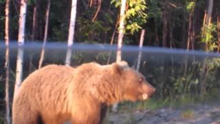 Водители кормят на трассе в Карелии медведя