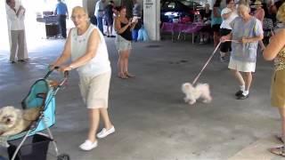 Pets go on parade at the Landings