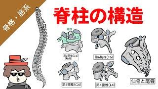 脊柱の構造（頸椎、胸椎、腰椎、仙骨、尾骨の基本構造）