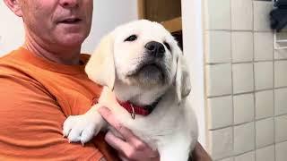 Flashback Friday: Fluffy Lab Puppy RUDOLPH gets Squeaky Clean for His New Family! #labrador #puppy