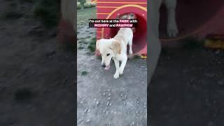 Jimmy the Golden Retriever: Ball King at the Off-Leash Park! ‍️ #PuppyPower