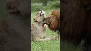 ️ #clips #lion #blood #sigma #shorts