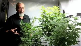 Spider Mite Control for Medical Marijuana Plants