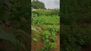 #farm #corn #farminglife #green #happy