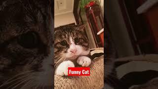 FUNNY CAT REACTIONS #shorts