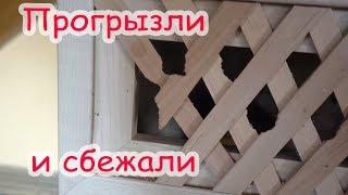 Большой закуп в ЗООМАГАЗИНЕ. Пропали Лучик и Лаки...