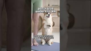 강아지가 만지면 싫어하는 6가지 부위
