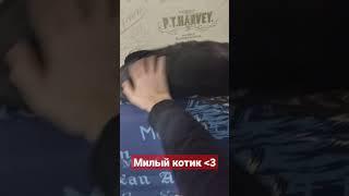 милый котик