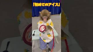 小猿のシンくん初めてのアイスを食べてみよう！ #monkey #animals