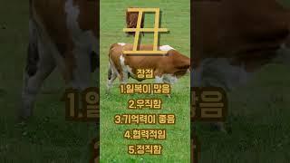기초사주 풀이 지지 축토편 #사주 #보험 #상담 #타로 #문의 #사주팔자 #보험상담 #보험설계사 #사주풀이 #점사 #점집 #보험맛집 #축토 #천간 #지지 #유명한점집 #mbti