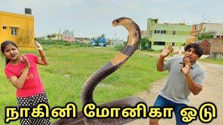 Monika Run Naagini Snake   | comedy video | funny video | Prabhu Sarala Lifestyle