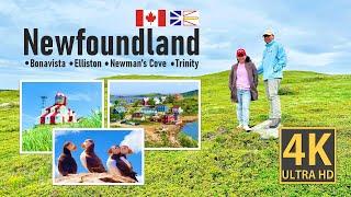 Exploring Newfoundland: Bonavista, Trinity, Elliston & Newman's Cove