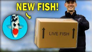 How To Acclimatise & Unbox Your New Koi Fish (Step by Step)