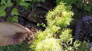 Safe Corn Gluten to Stop Ants in Garden and Bonsai Trees