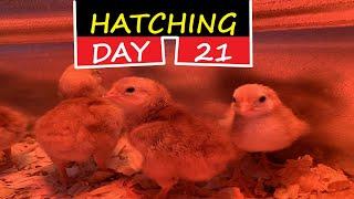 Hatching Chicks Day 21 in OppsDecor 56 Incubator