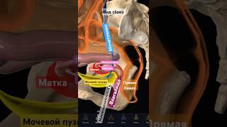 Женские половые органы. Анатомия. Вид сбоку. #3d #medicine #anatomy #pirogov