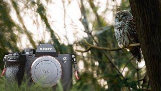 Sony a7IV Long-Term Review: The Best Wildlife Camera for 2024?