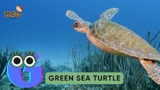 ABC Turtle Song | Alphabets Kids song | Learn Alphabets, English and Animals for Kids #abcd