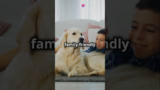 Golden Retrievers vs. German Shepherds #germanshepherd #vs #goldenretriever