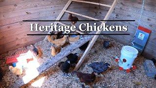 Checking up on my mom's Heritage Chickens