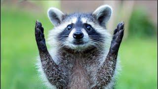 What's Up With Raccoons I Mini Documentary