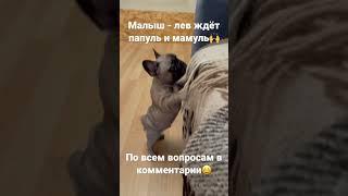 Купить щенка французского бульдога