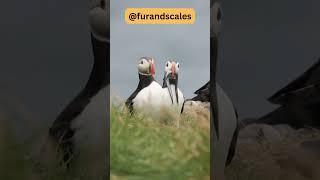 Puffins: Discover the Fascinating Seabird of the North