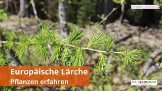 Europäische Lärche