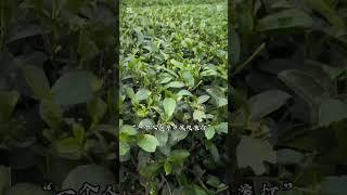 供應國內外銷知名手搖飲同款茶葉全台CP值最高的原料茶葉 營業用飲料茶(一台斤/包) #粉角 #珍珠粉圓 #黑珍珠 #珍珠 #黑粉圓 #黑糖珍珠 #波霸 #手搖飲 #珍珠奶茶  #茶葉