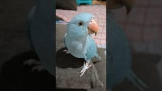 Wacky and Maya on the couch #talkingparrot #birds #pets