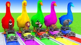 5 Giant Duck Cartoon,Cow,Elephant,Tiger,Lion,Dinosaur,Paint Wild Animals Crossing Fountain Animation