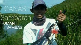 Ganas nya Sambaran Toman Kab- SAMBAS@Kumpai Angler