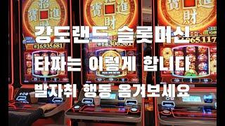 강원랜드 카지노 슬롯머신 타짜의 게임방법 발자취 시작과끝 끝까지보시길 Slot machine Tazza's footsteps in how to play