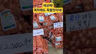 폭락해도 안팔려! 죽을 멋이네 #시장 #맛집 #폭락 #먹방 #쇼핑 #먹거리